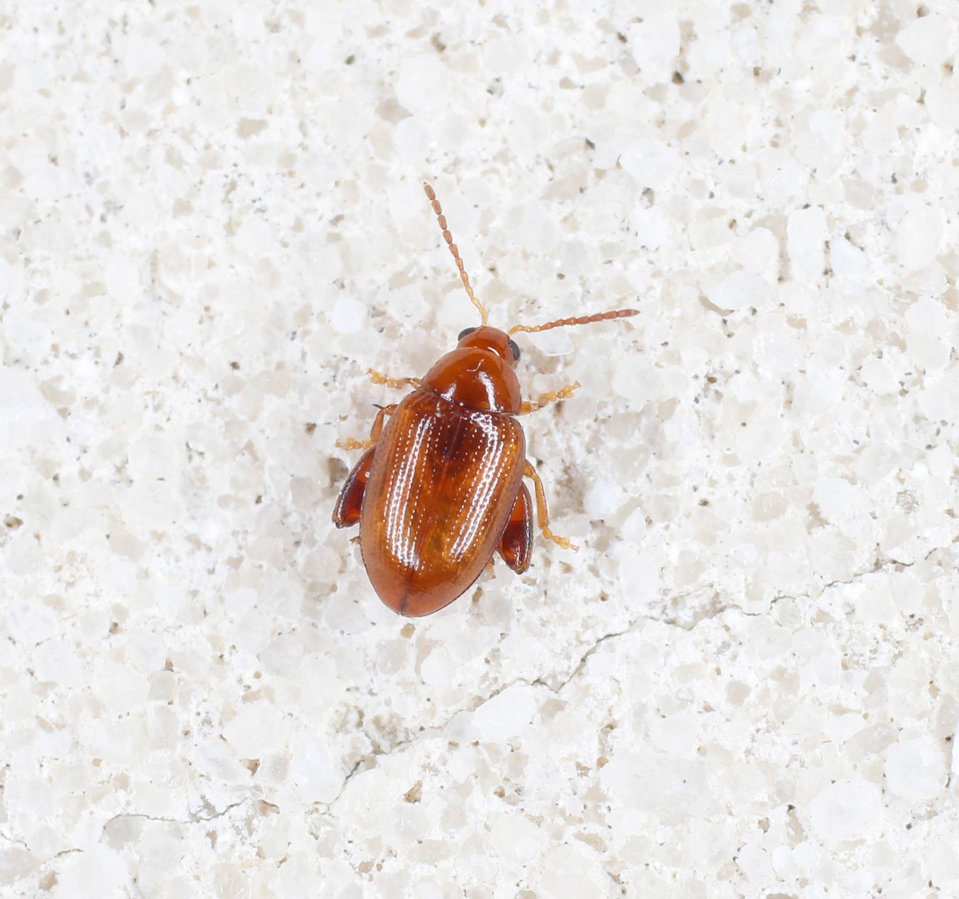 Chrysomelidae: Psylliodes cfr. luteola